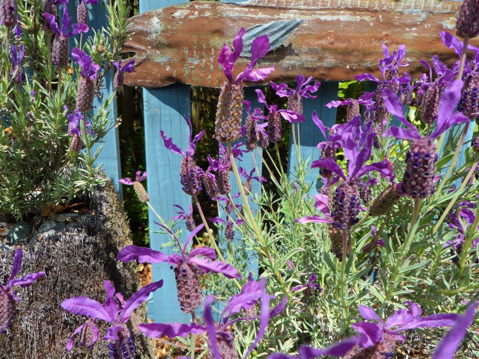 Villa Corru Gate Mapua Esterno foto